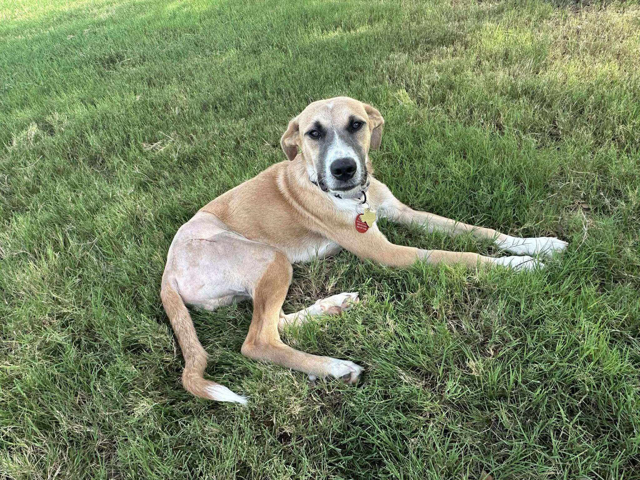 Meet Flip This sweet 8-month-old 40-pound Anatolian ShepherdBlack Mouth Cur mix has been through 