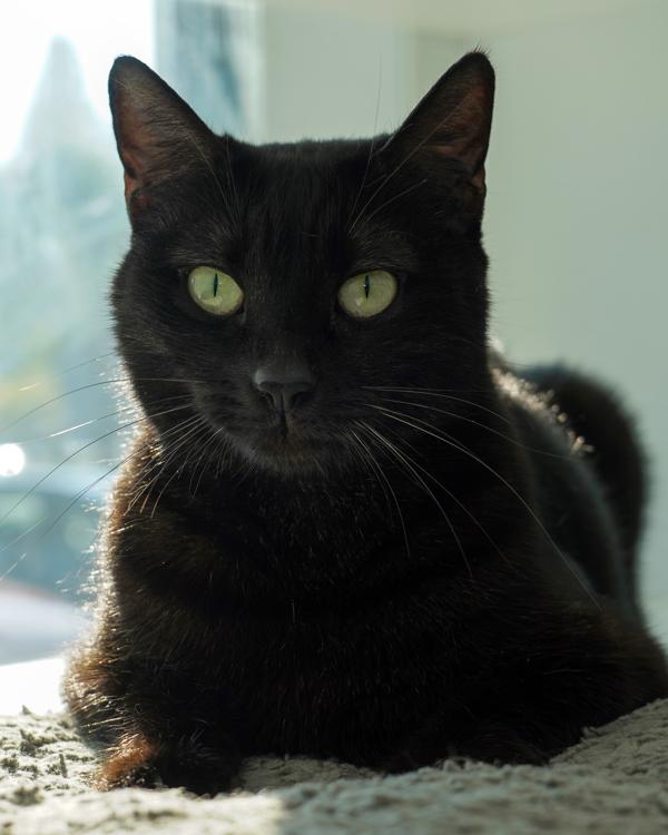Agnes, Adoptable, Adult Female Domestic Short Hair.