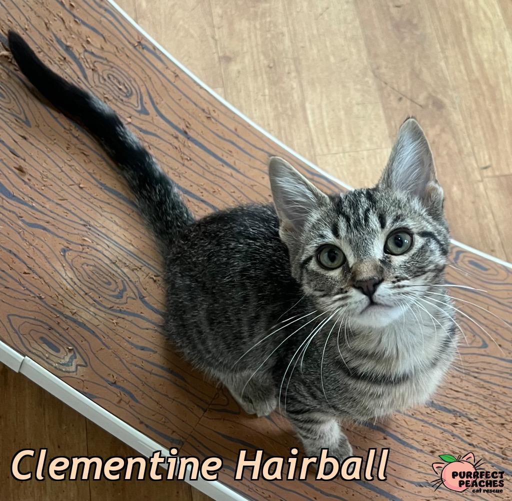 Clementine Hairball, a Adoptable mixed breed in Douglasville, GA image 1/2