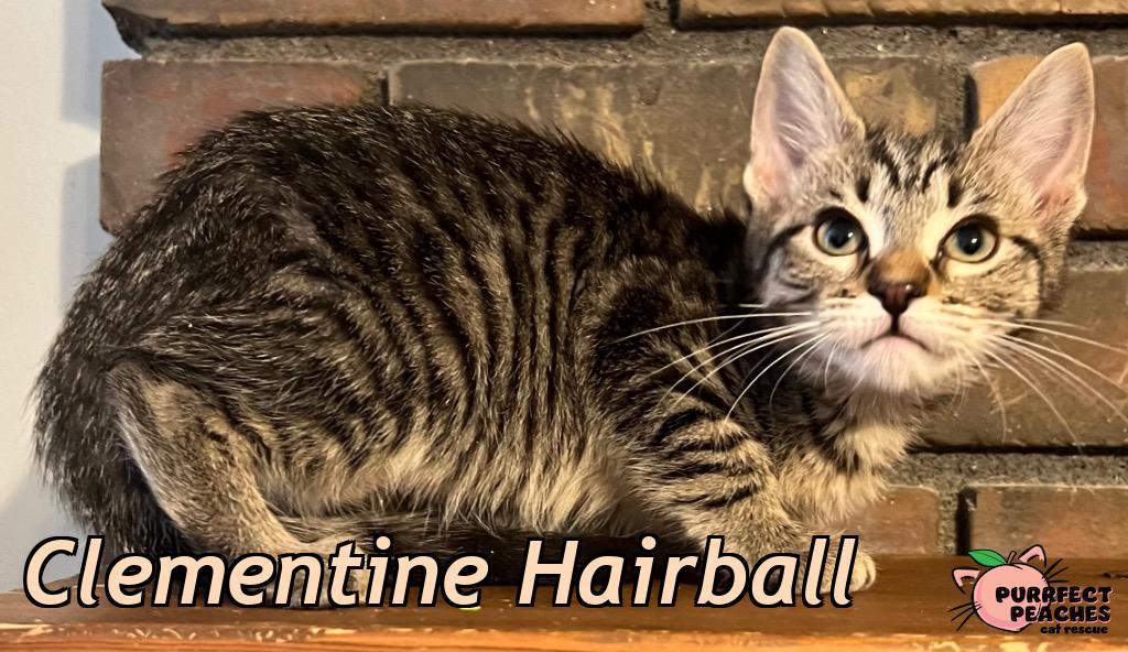 Enlarge Clementine Hairball, a Adoptable mixed breed in Douglasville, GA image 1/1