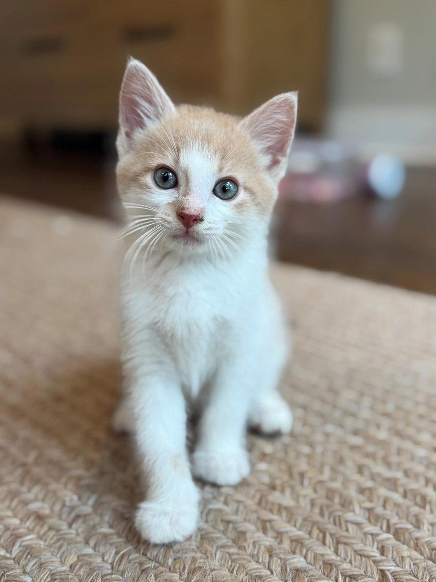 McKinley, a Adoptable mixed breed in Nashville, TN image 1/3