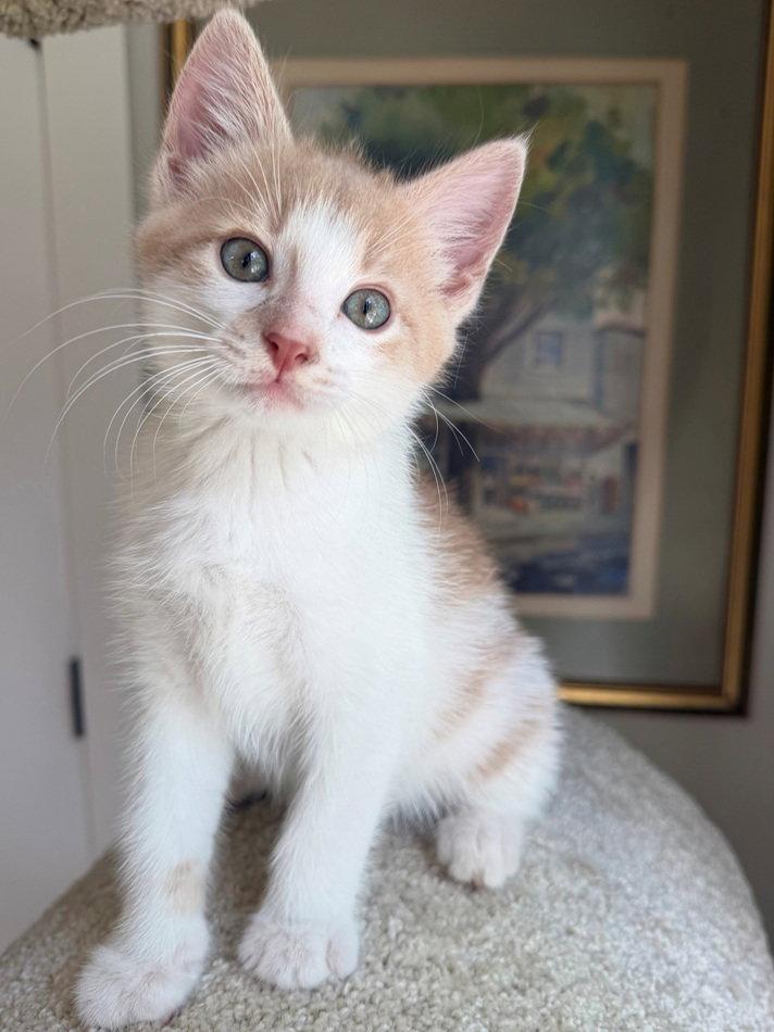 McKinley, a Adoptable mixed breed in Nashville, TN image 2/3