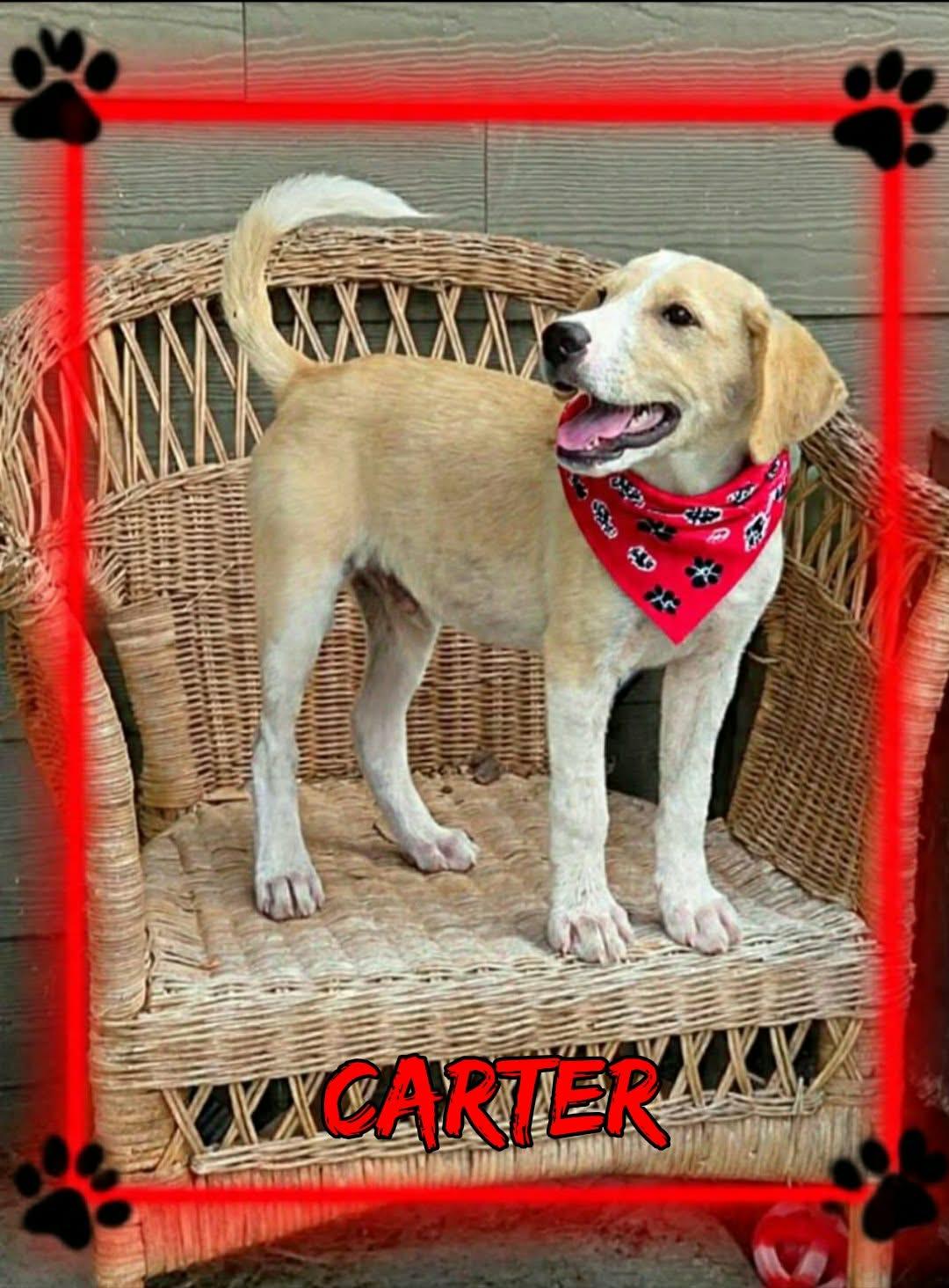 Enlarge Carter, a ADOPTABLE mixed breed in Grove, OK image 4/4