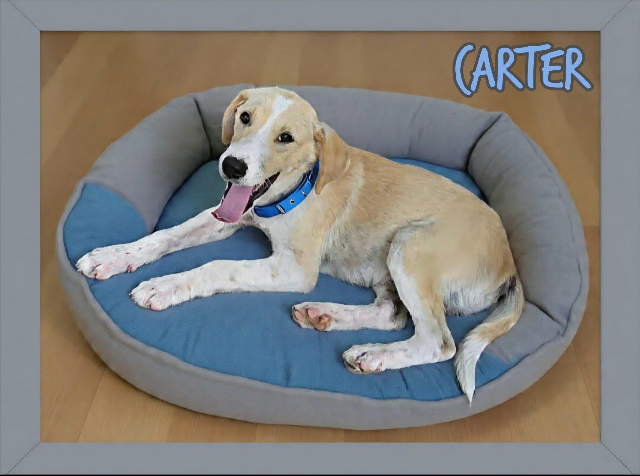 Enlarge Carter, a ADOPTABLE mixed breed in Grove, OK image 3/4