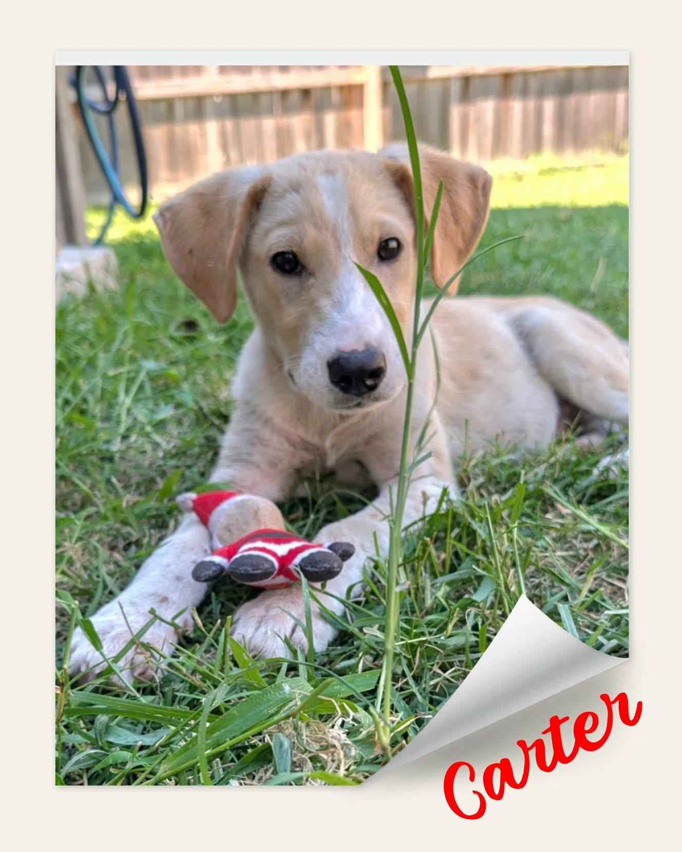 Enlarge Carter, a ADOPTABLE mixed breed in Grove, OK image 2/4