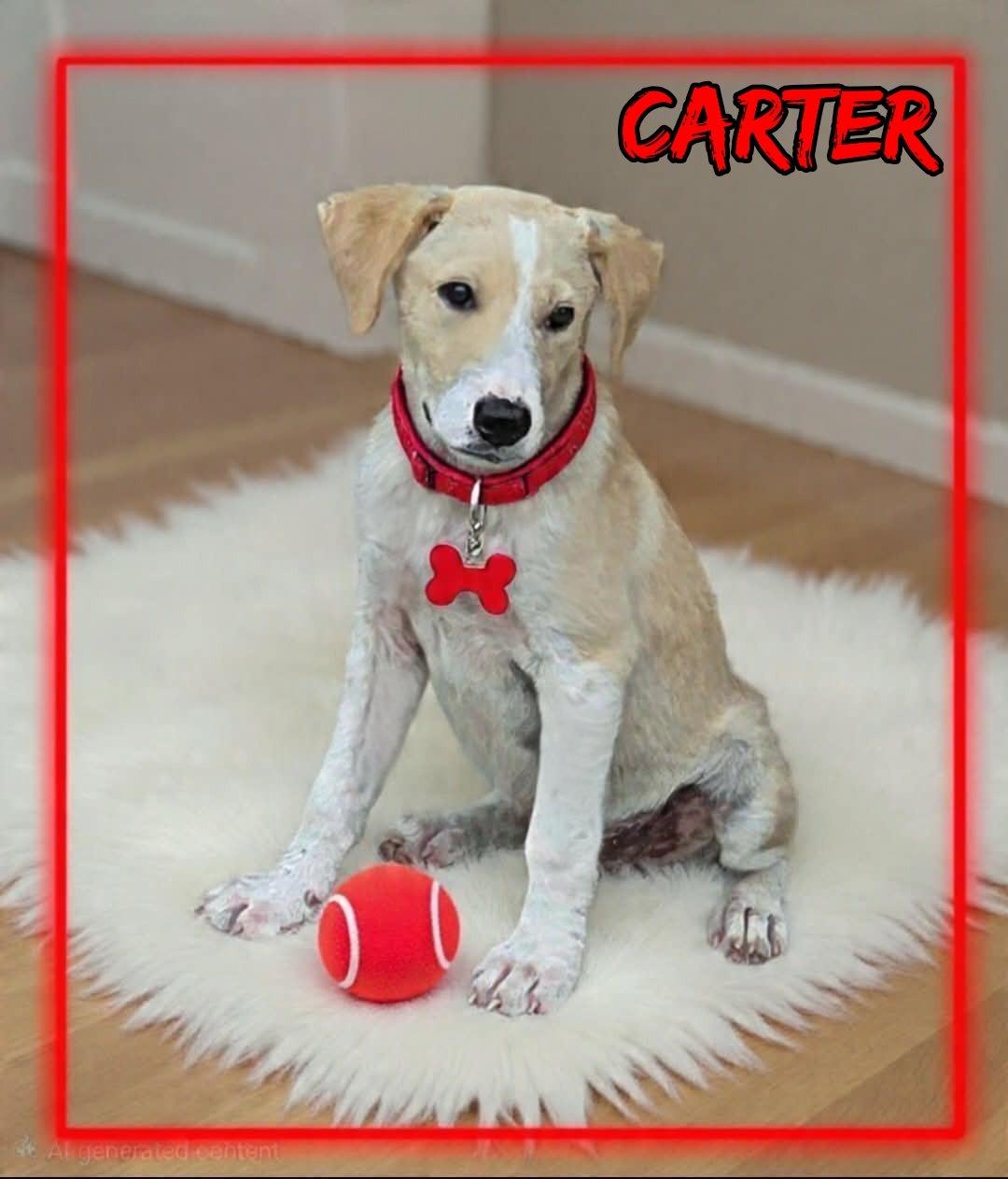 Carter, ADOPTABLE, Young Male Labrador Retriever & Canaan Dog.