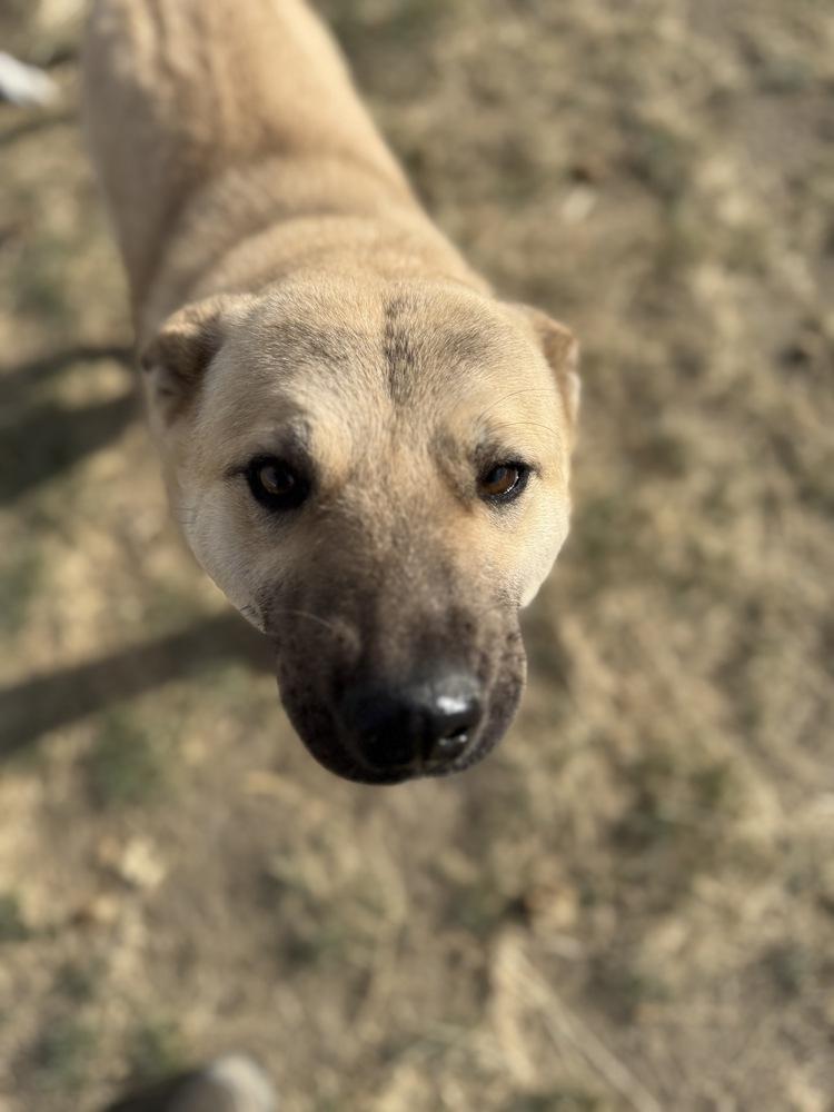 Chloe, Adoptable, Adult Female Akita.