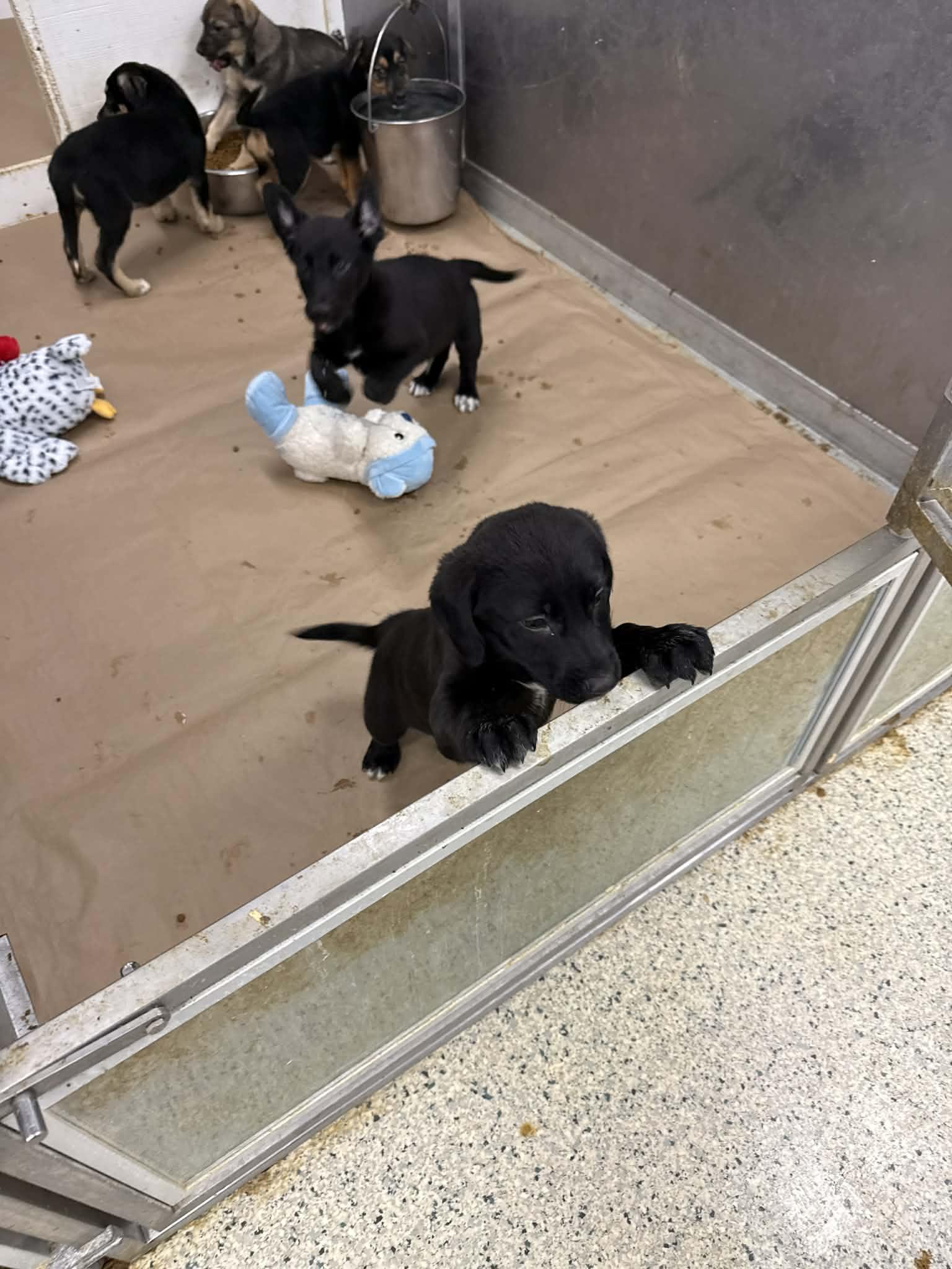 Noah, Adopted, Puppy Male Labrador Retriever & Shepherd.