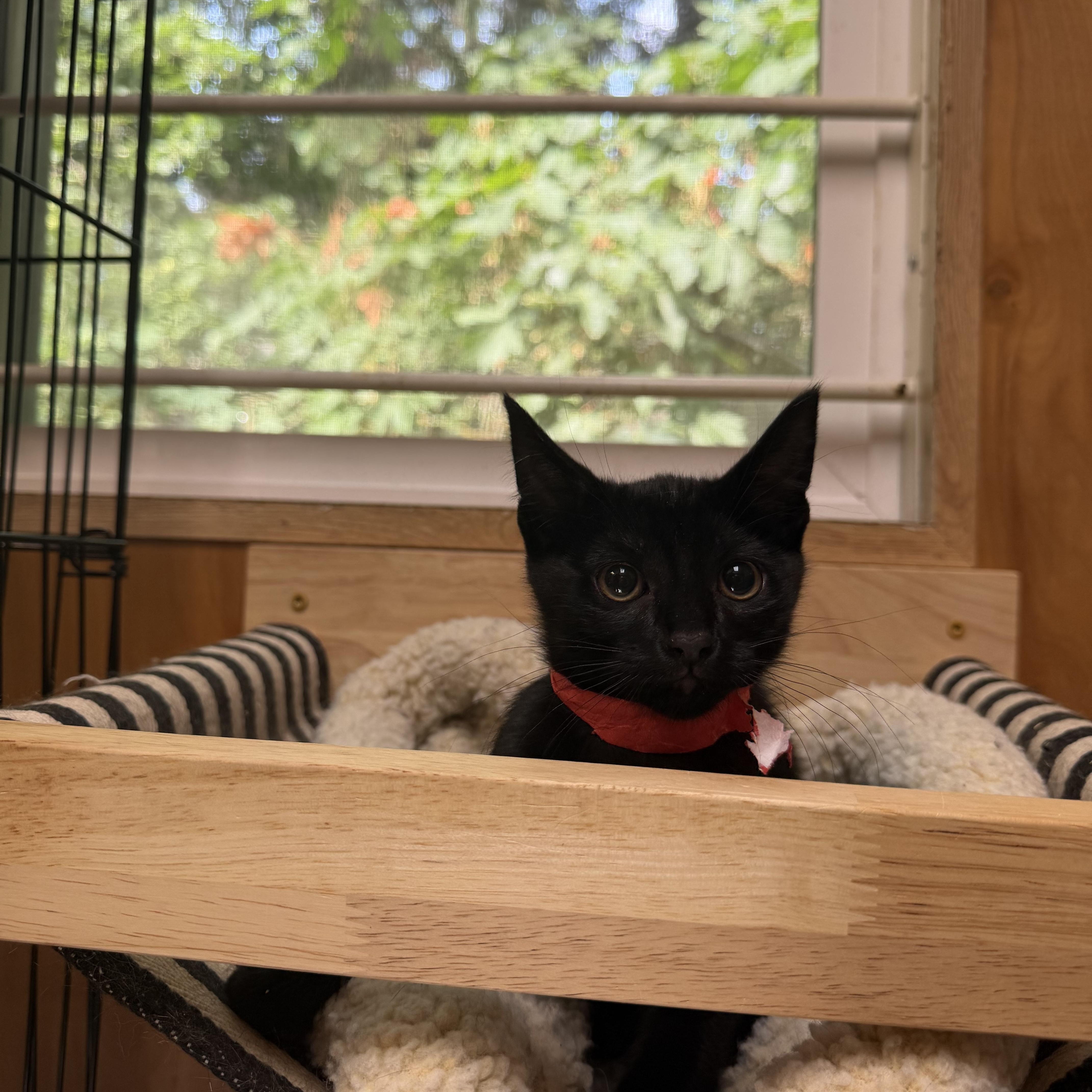 Fuji, a Adoptable Domestic Short Hair in Kent, WA image 3/3