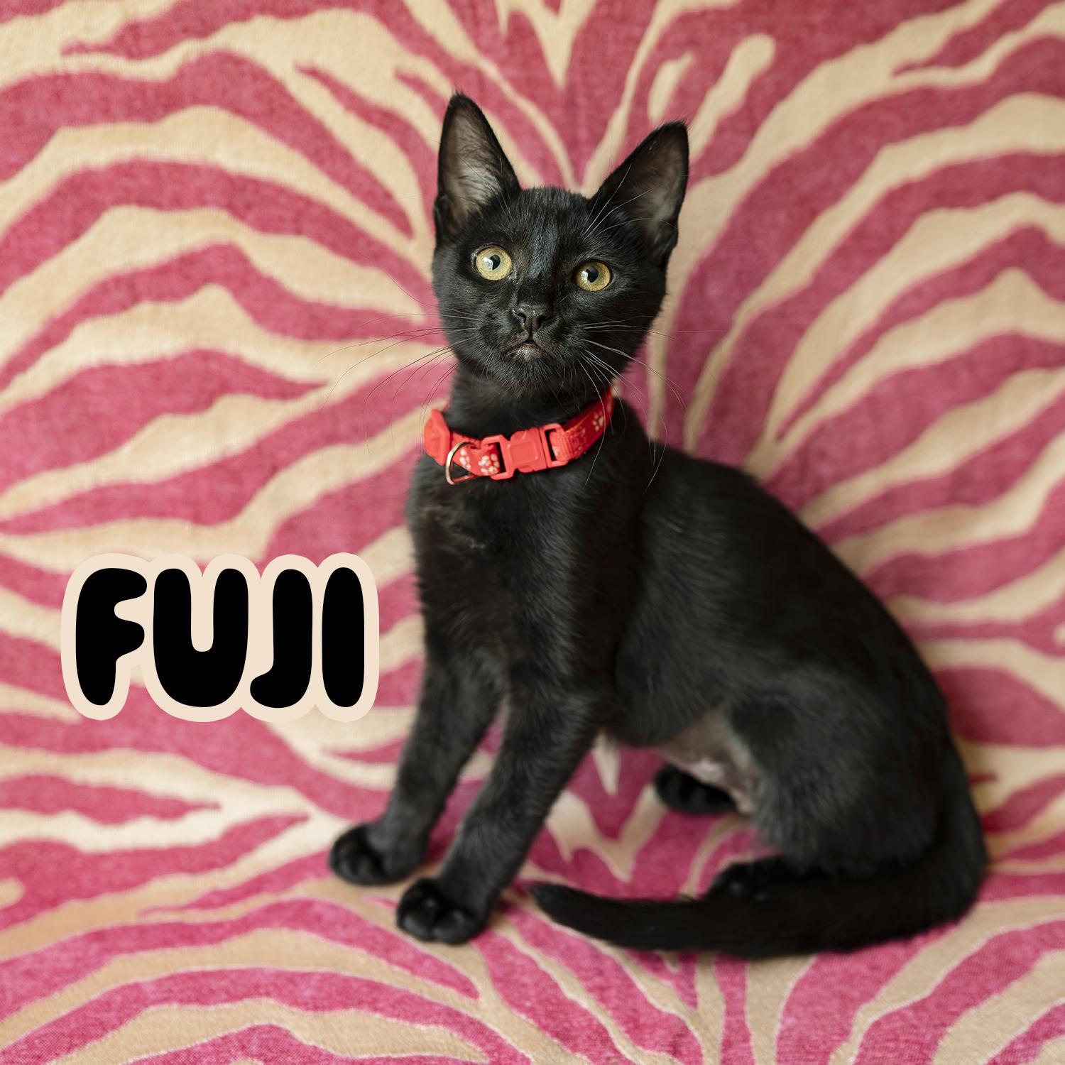 Fuji, a Adoptable Domestic Short Hair in Kent, WA image 2/3