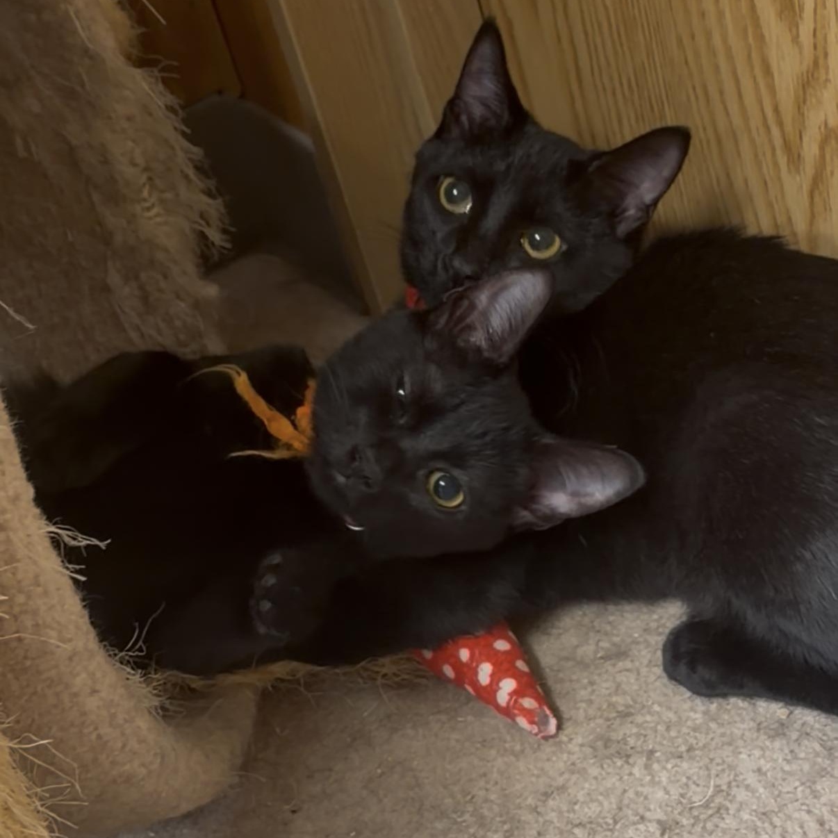 Enlarge Fuji, a Adoptable Domestic Short Hair in Kent, WA image 5/5