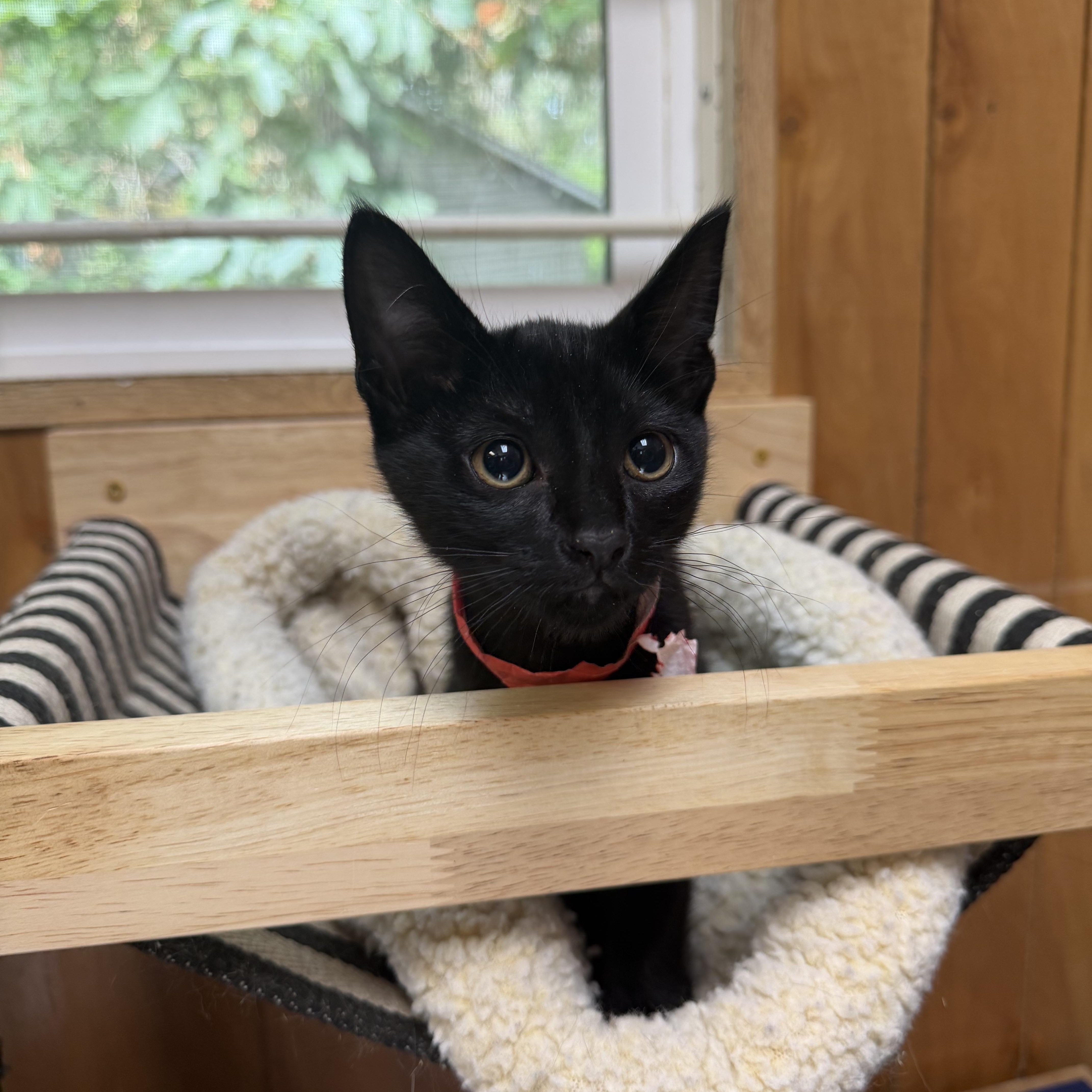 Fuji, Adoptable, Kitten Female Domestic Short Hair.