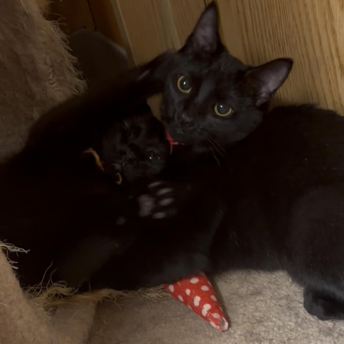 Enlarge Fuji, a Adoptable Domestic Short Hair in Kent, WA image 4/5