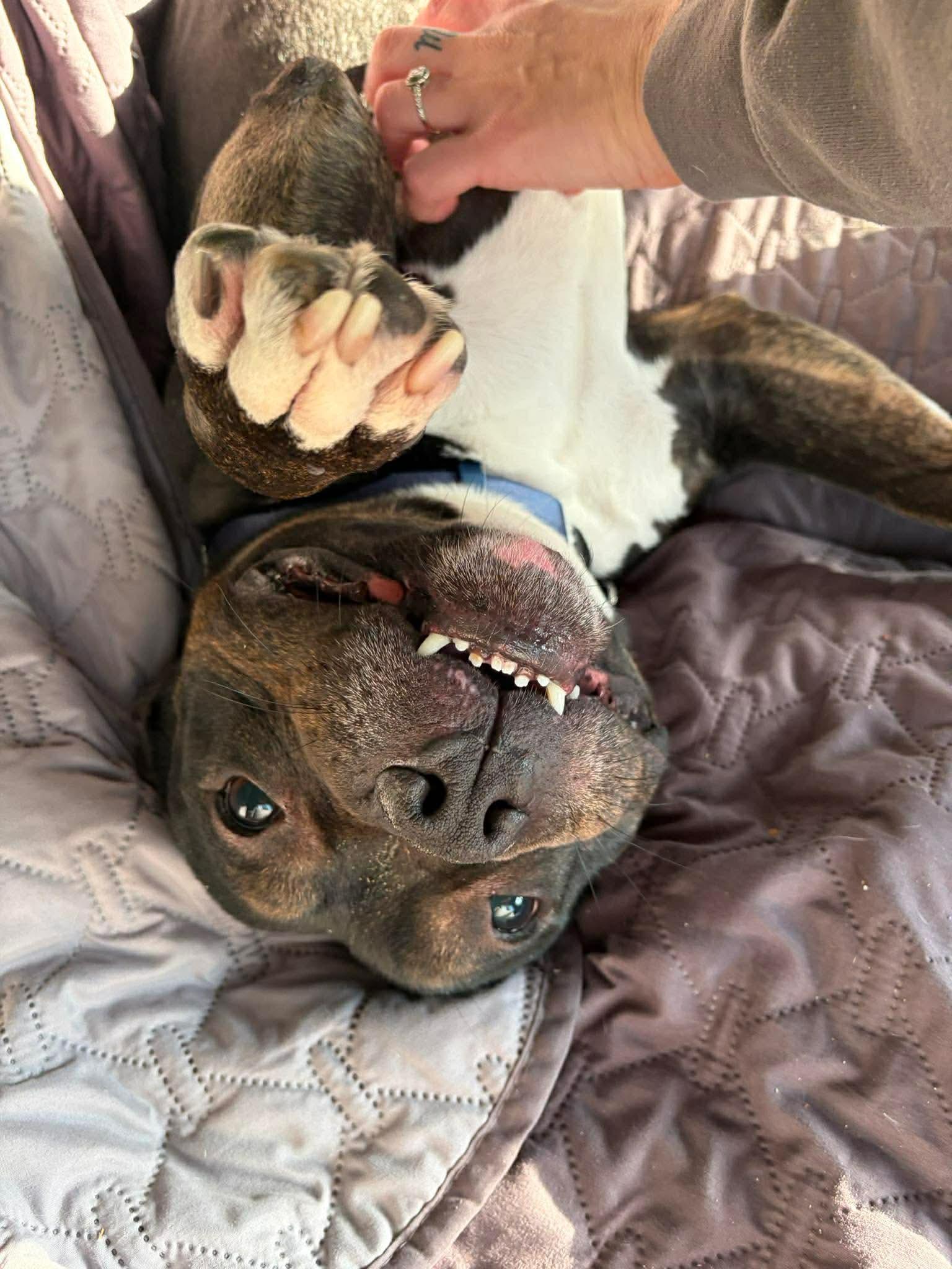 Enlarge Twix, an adopted mixed breed in Clay, NY image 5/5