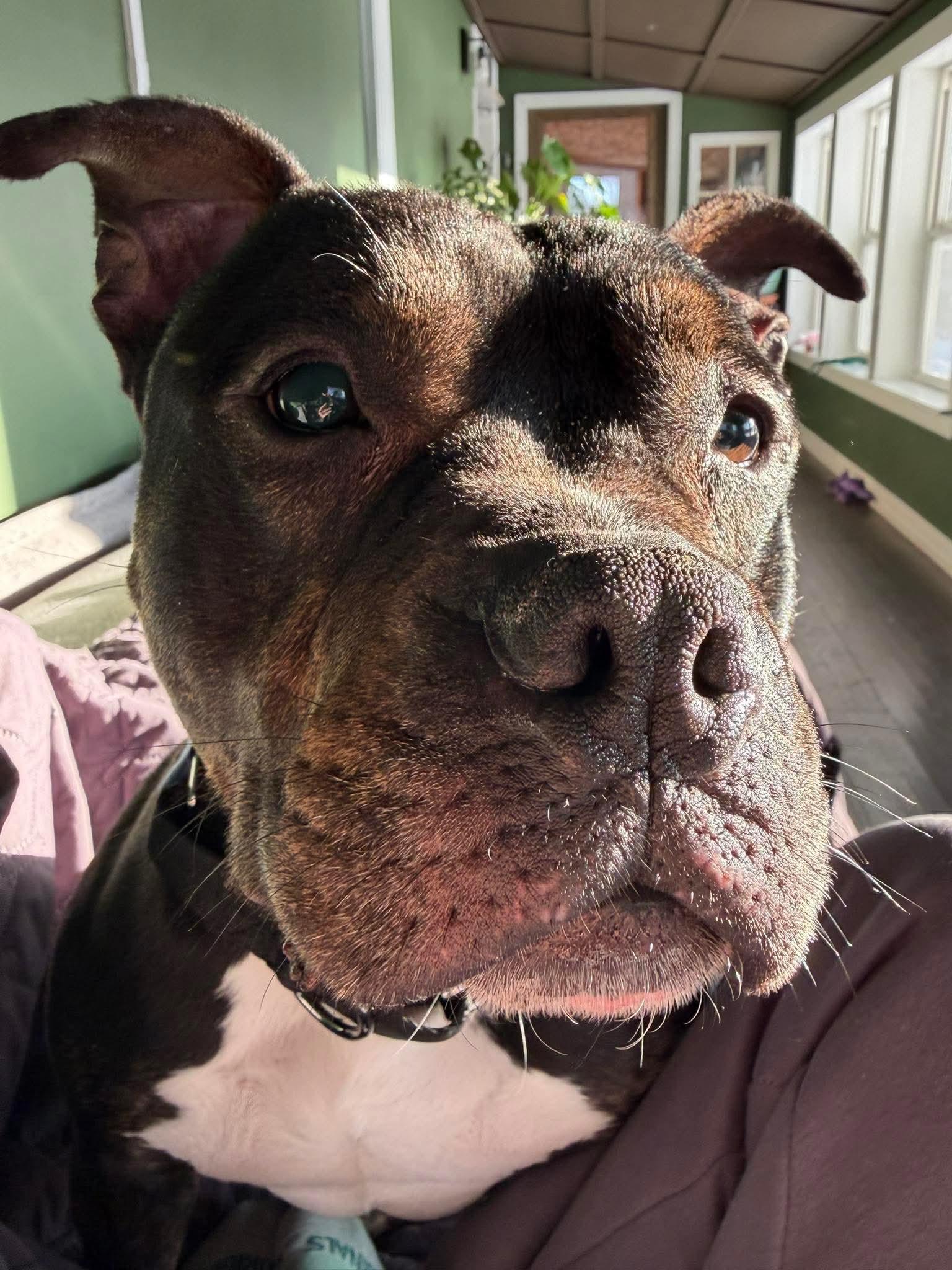 Enlarge Twix, an adopted mixed breed in Clay, NY image 4/5