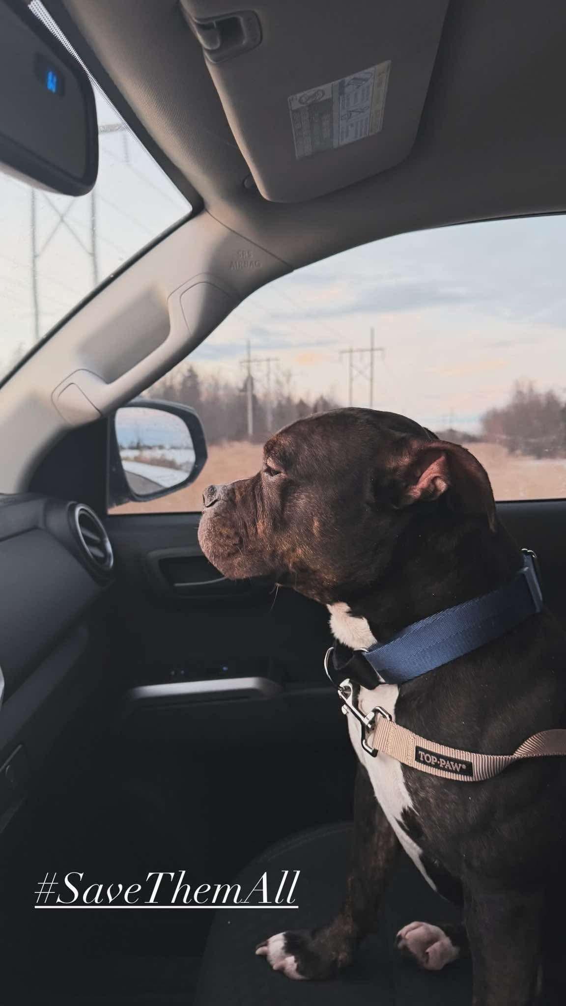 Enlarge Twix, an adopted mixed breed in Clay, NY image 2/5