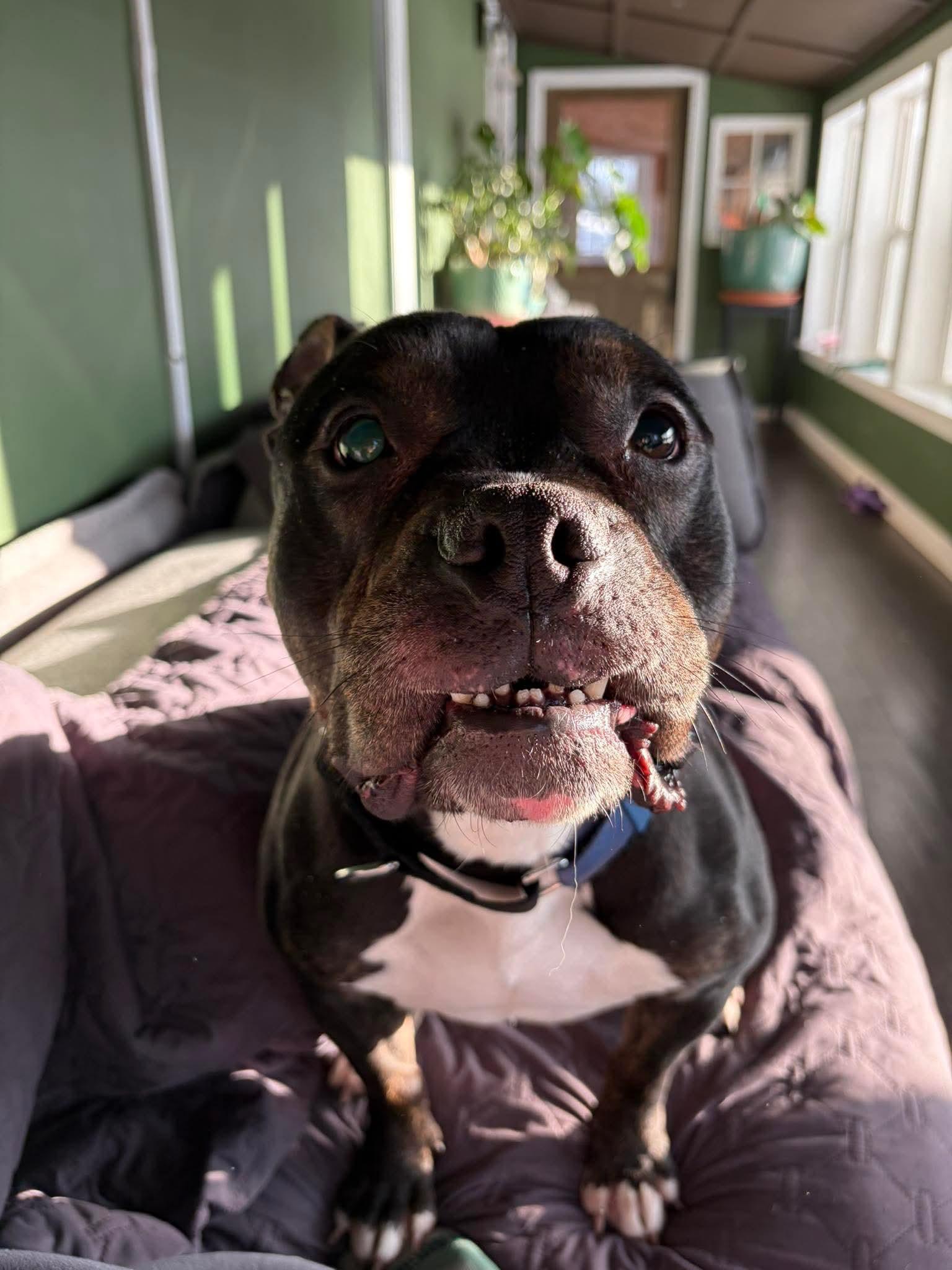 Enlarge Twix, an adopted mixed breed in Clay, NY image 3/5