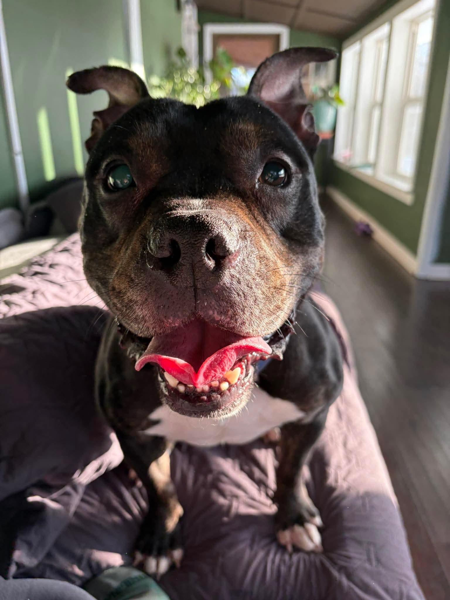 Enlarge Twix, an adopted mixed breed in Clay, NY image 1/5