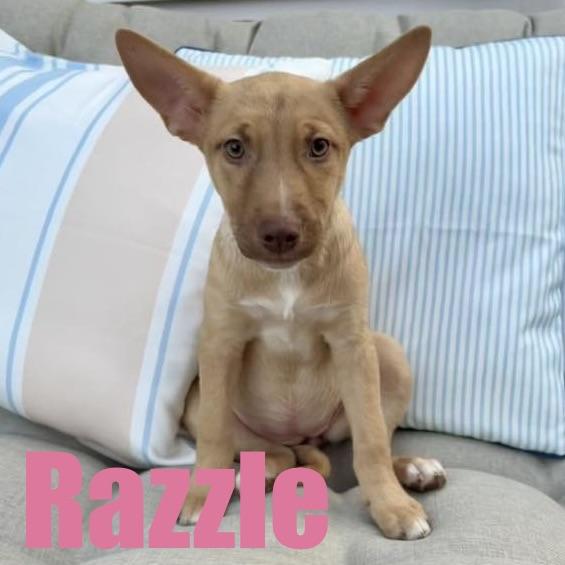 Razzle