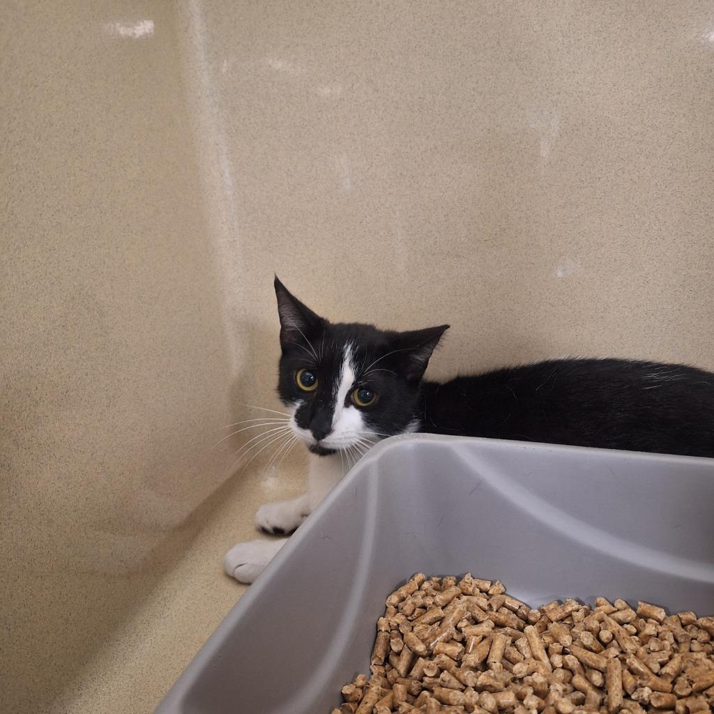 Charlie, a Adoptable mixed breed in Gautier, MS image 1/3