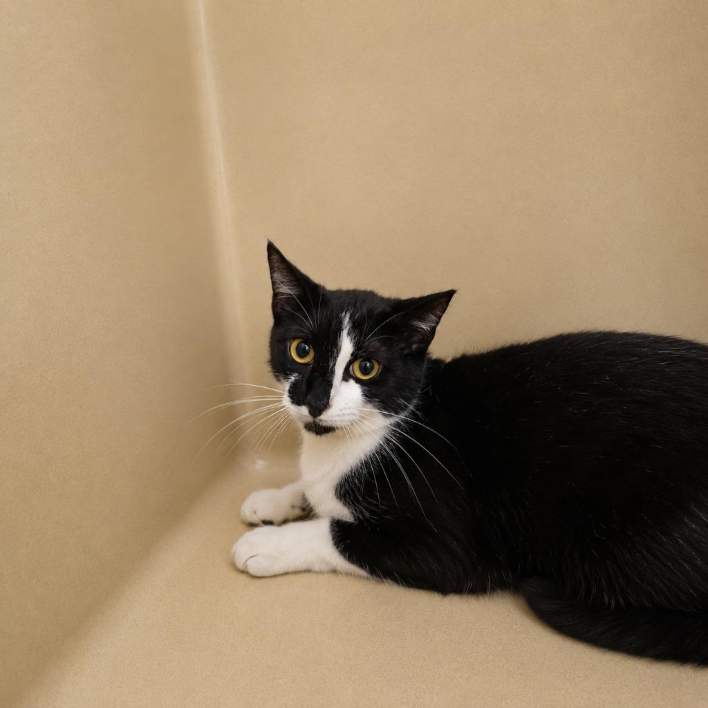 Charlie, a Adoptable mixed breed in Gautier, MS image 2/3