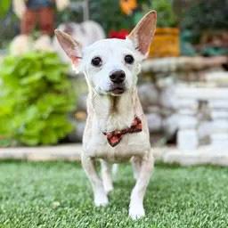 Geezer, a ADOPTABLE mixed breed in Southport, CT image 2/5