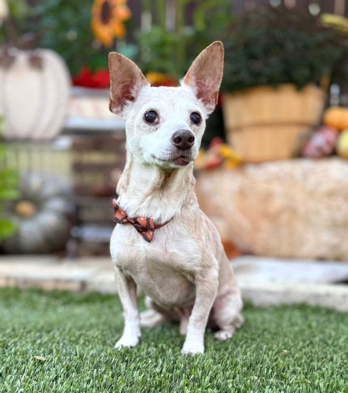 Geezer, a ADOPTABLE mixed breed in Southport, CT image 3/5