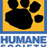 Enlarge Jinx, a Adoptable Domestic Short Hair in Tulsa, OK image 1/2