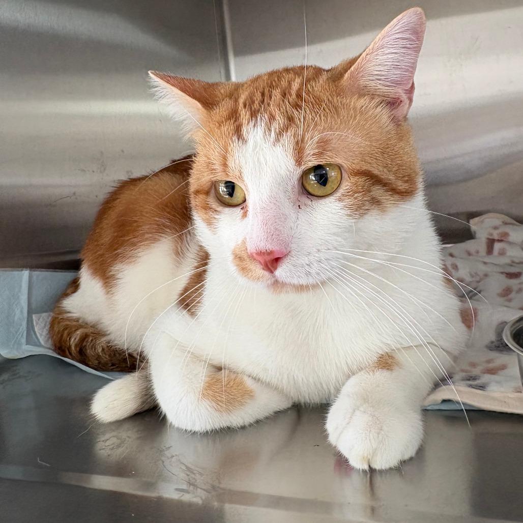 Enlarge Jinx, a Adoptable Domestic Short Hair in Tulsa, OK image 2/2