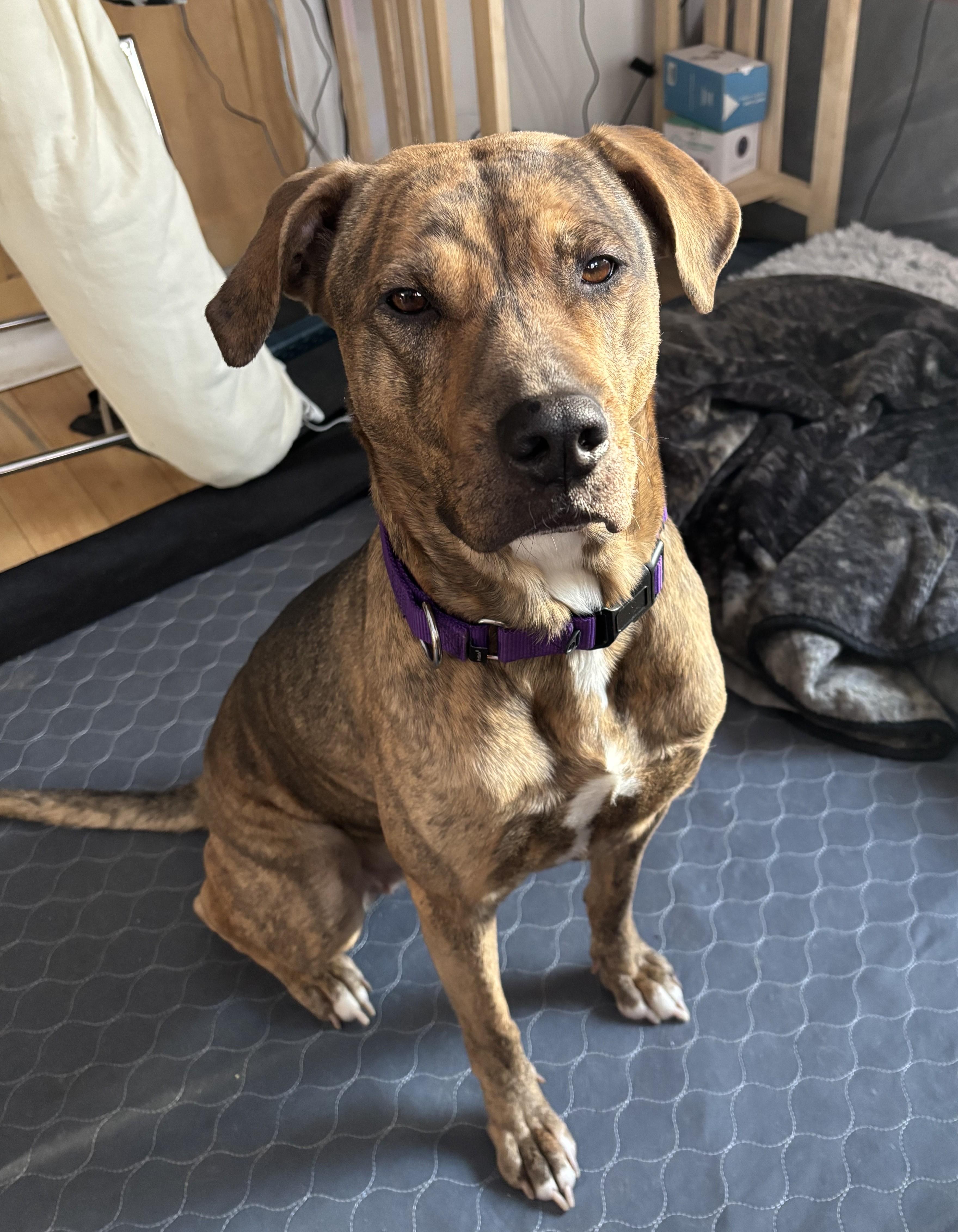 Enlarge Greta- CP, a ADOPTABLE mixed breed in New Canaan, CT image 1/5