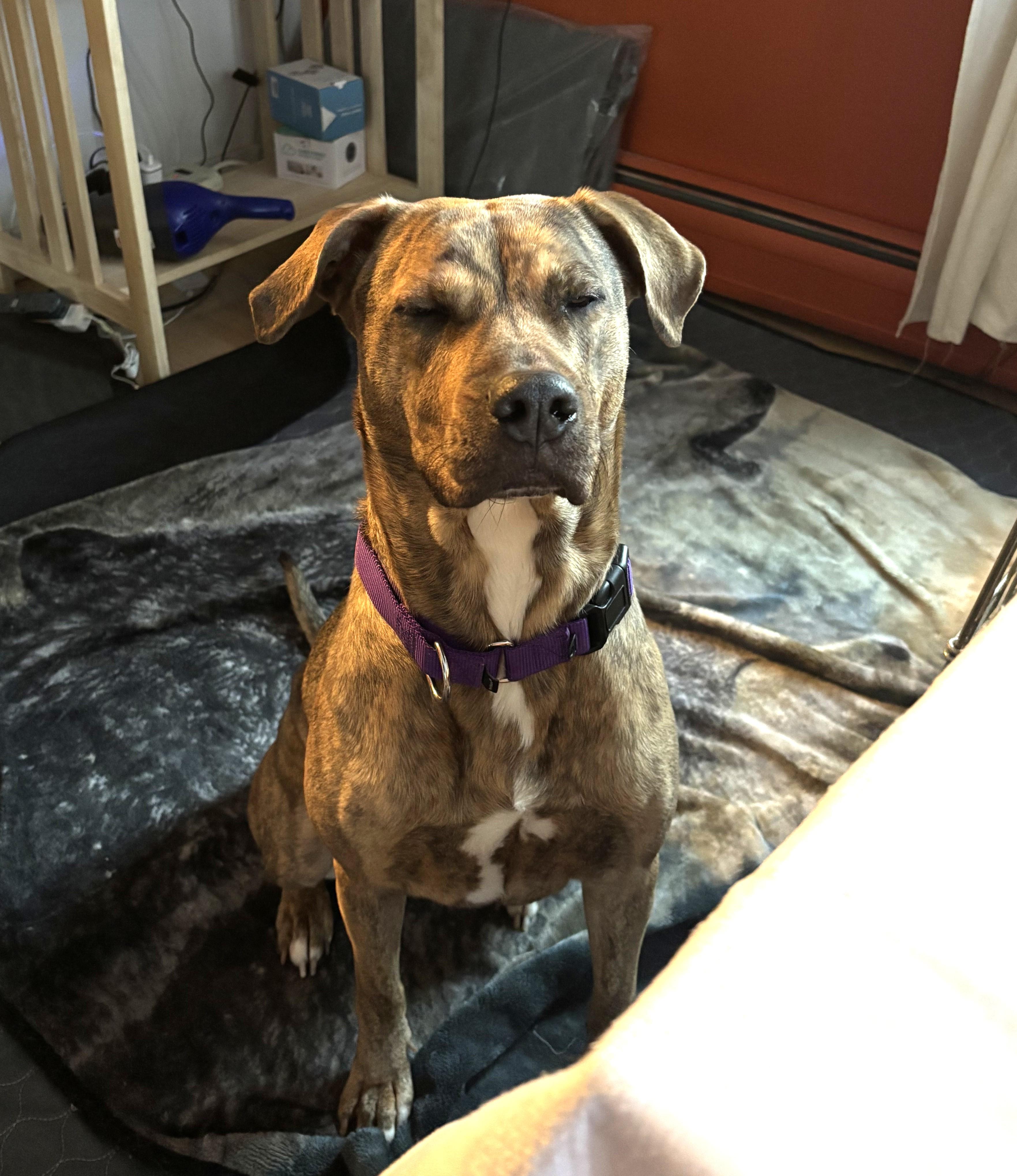 Enlarge Greta- CP, a ADOPTABLE mixed breed in New Canaan, CT image 5/5