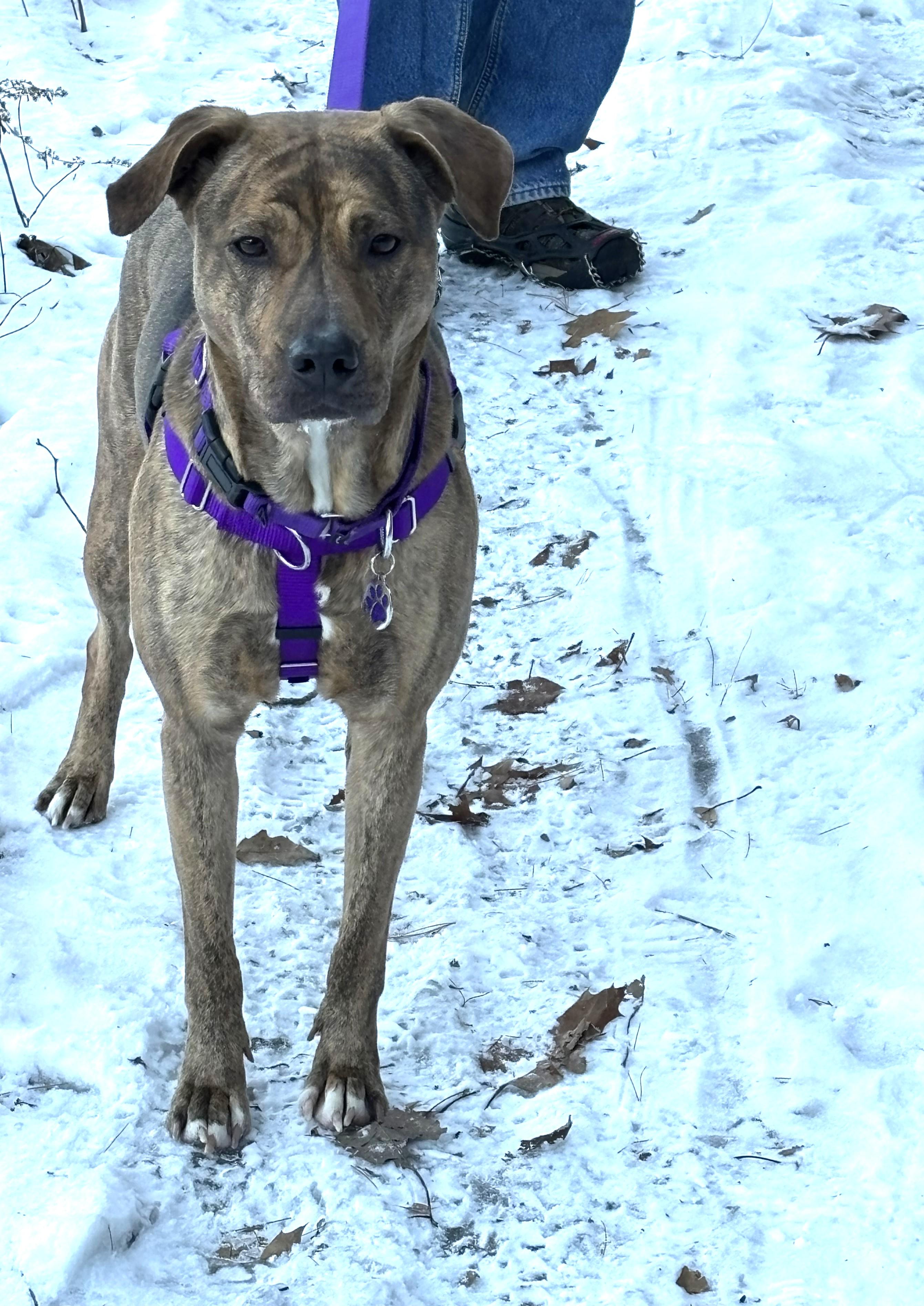 Enlarge Greta- CP, a ADOPTABLE mixed breed in New Canaan, CT image 2/5