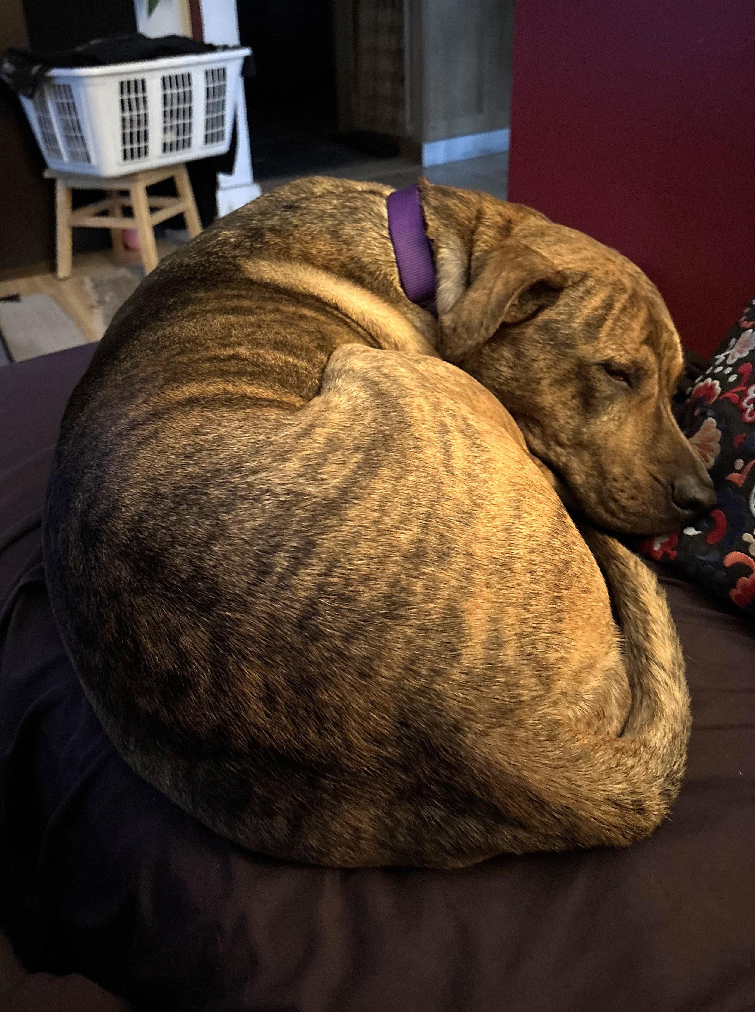 Enlarge Greta- CP, a ADOPTABLE mixed breed in New Canaan, CT image 3/5