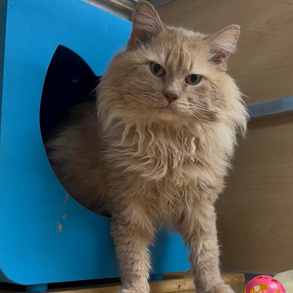 Aslan, Adoptable, Adult Male Domestic Long Hair.