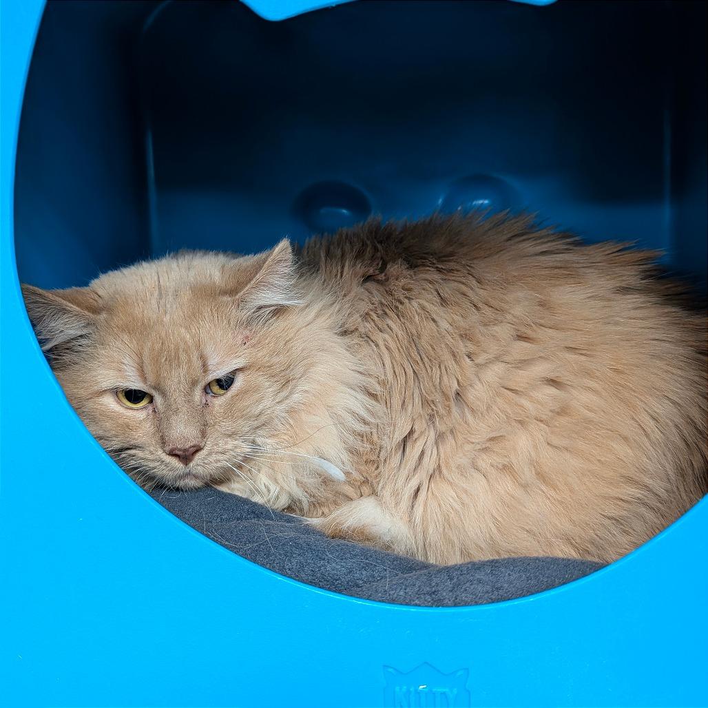 Enlarge Aslan, a Adoptable Domestic Long Hair in Brookfield, WI image 2/3