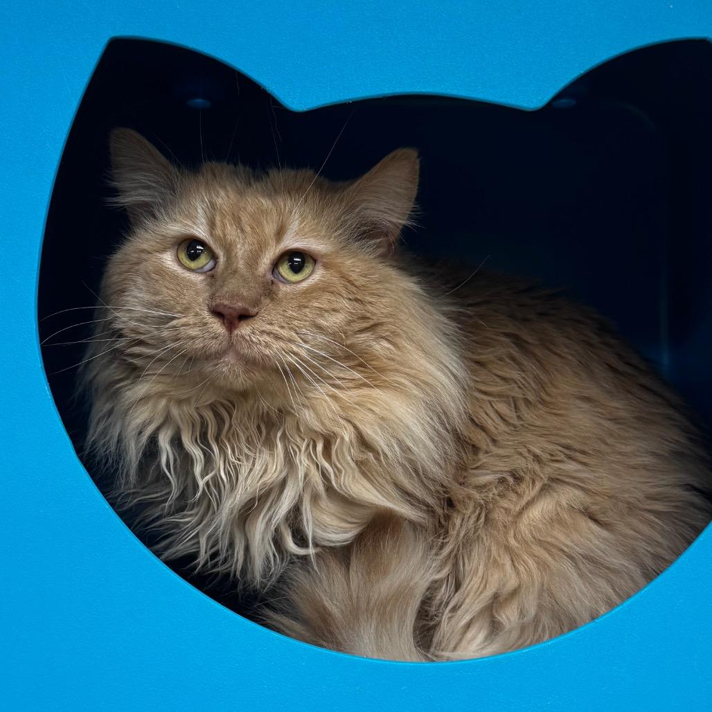 Enlarge Aslan, a Adoptable Domestic Long Hair in Brookfield, WI image 3/3