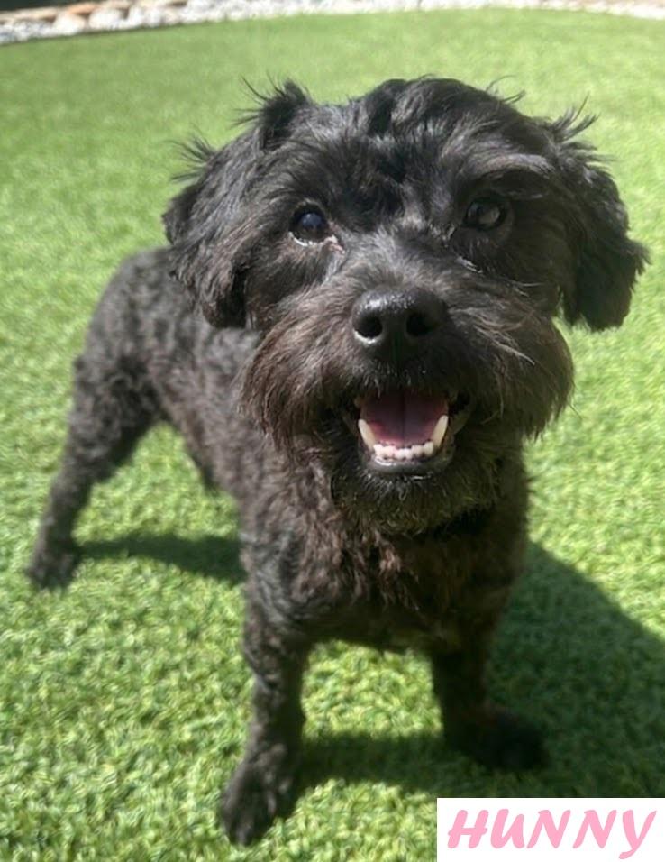 HUNNY, adopted, Puppy Female Havanese.