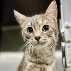 Enlarge Muffin, a ADOPTABLE American Shorthair in Danbury, CT image 1/1
