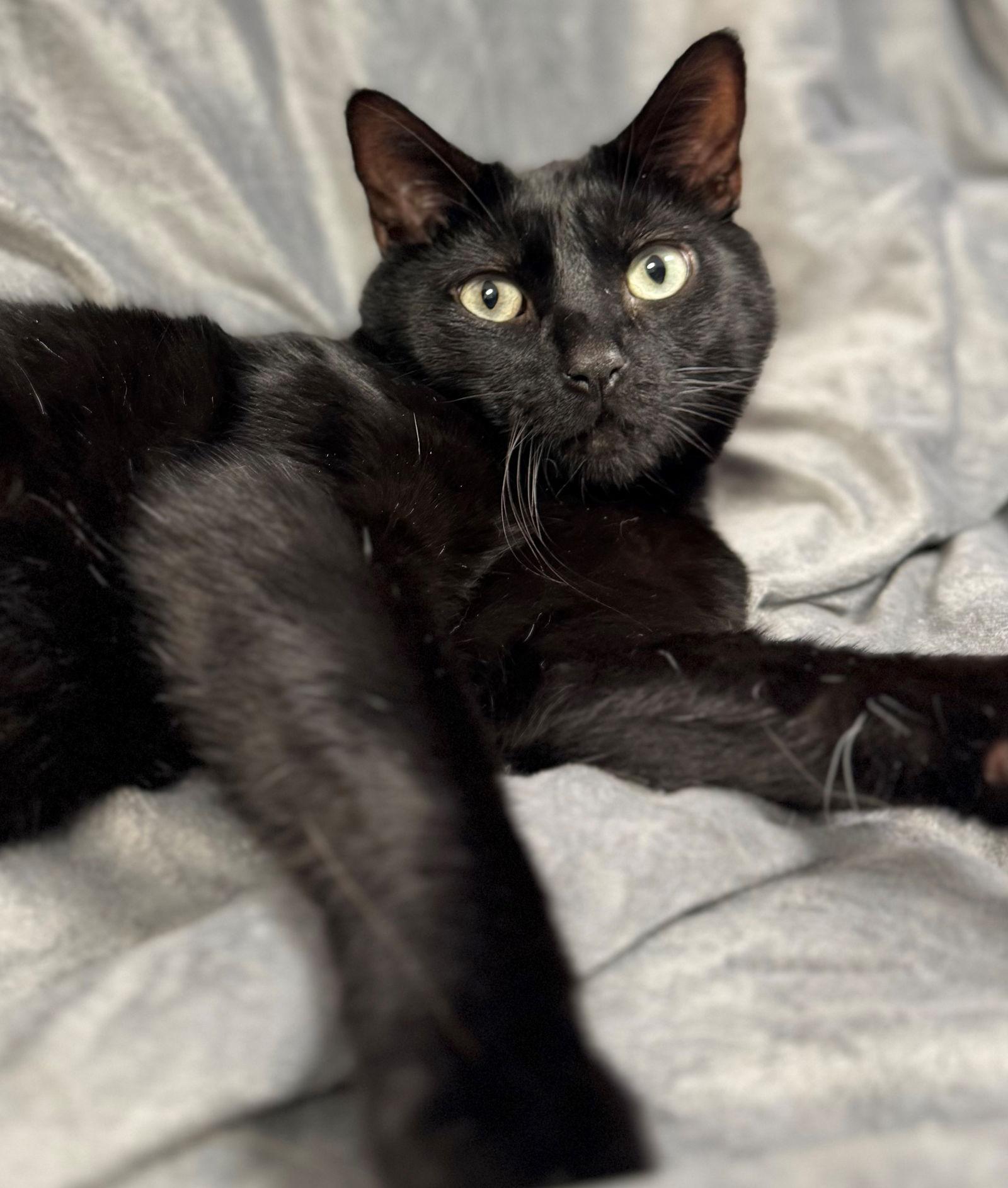 Enlarge Eddie, a Adoptable Domestic Short Hair in Palo Alto, CA image 1/3