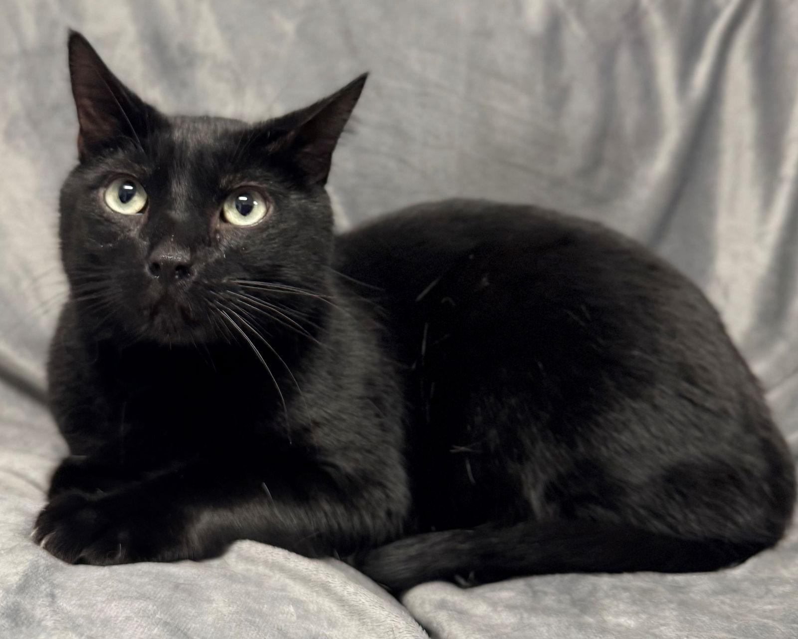 Enlarge Eddie, a Adoptable Domestic Short Hair in Palo Alto, CA image 2/3