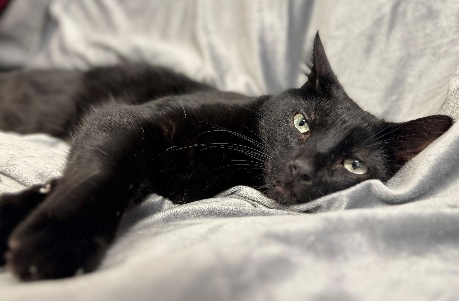 Enlarge Eddie, a Adoptable Domestic Short Hair in Palo Alto, CA image 3/3