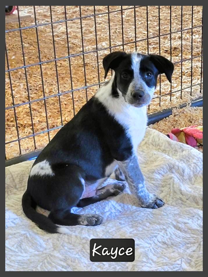 Kayce, Adoptable, Puppy Male Australian Kelpie.