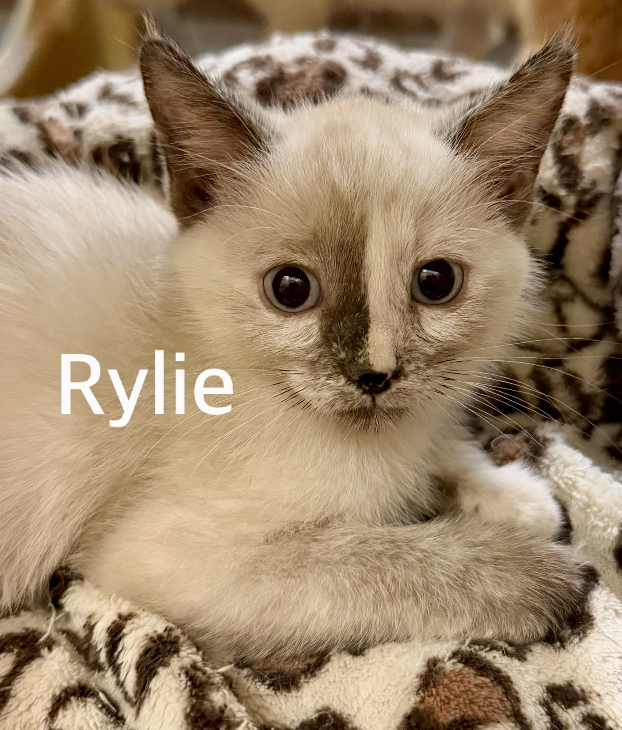 Rylie, Adoptable, Kitten Female Siamese.