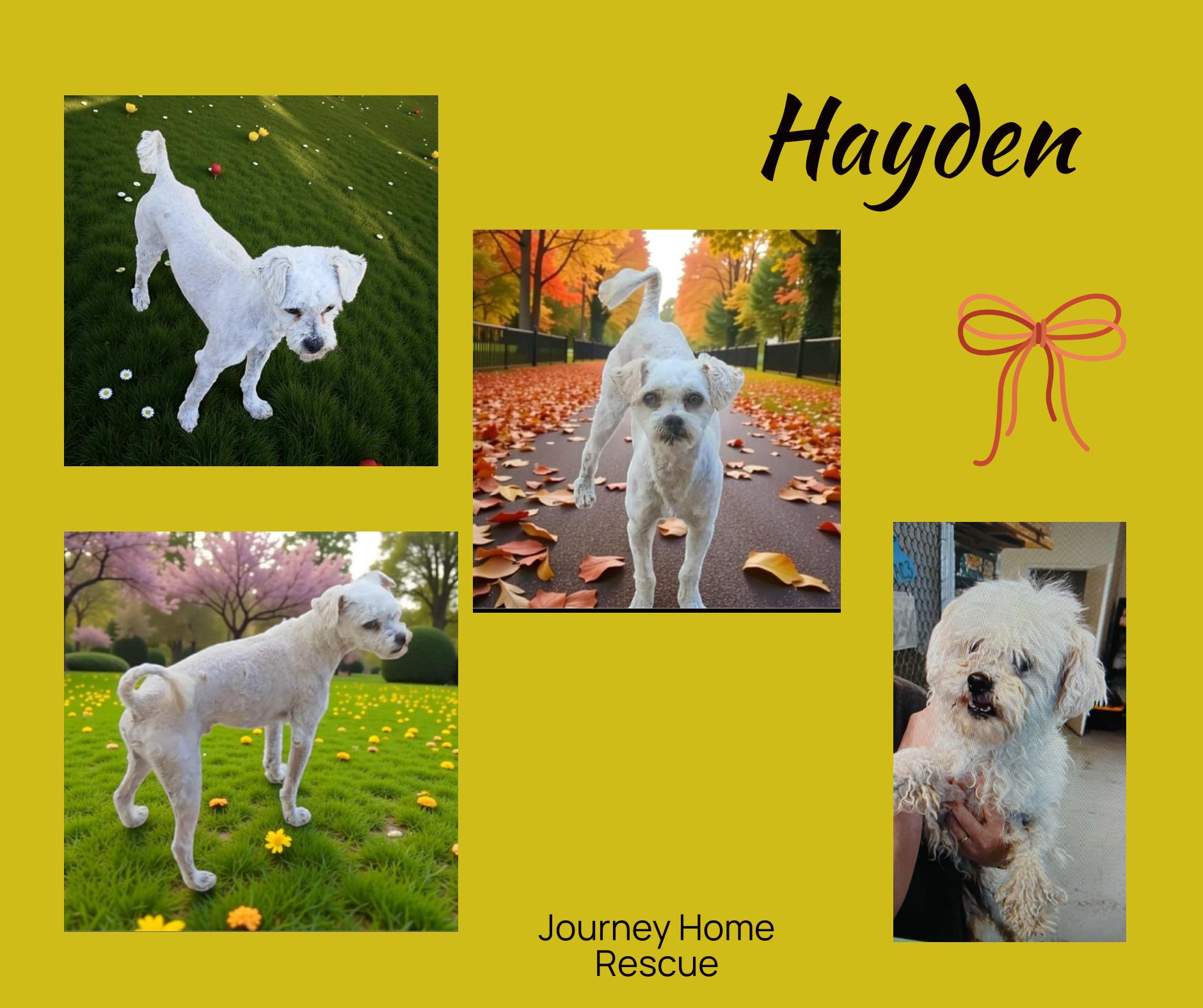 Hayden, Adoptable, Adult Male Maltese & Poodle (Toy).