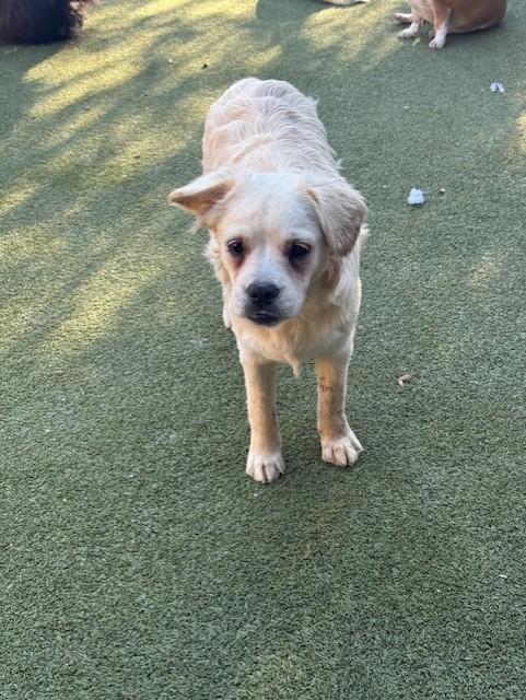 Enlarge MUFFIN, a Adoptable mixed breed in houston, TX image 4/4