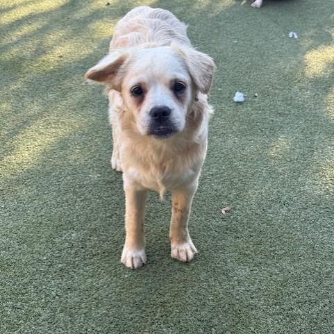 Enlarge MUFFIN, a Adoptable mixed breed in houston, TX image 1/4