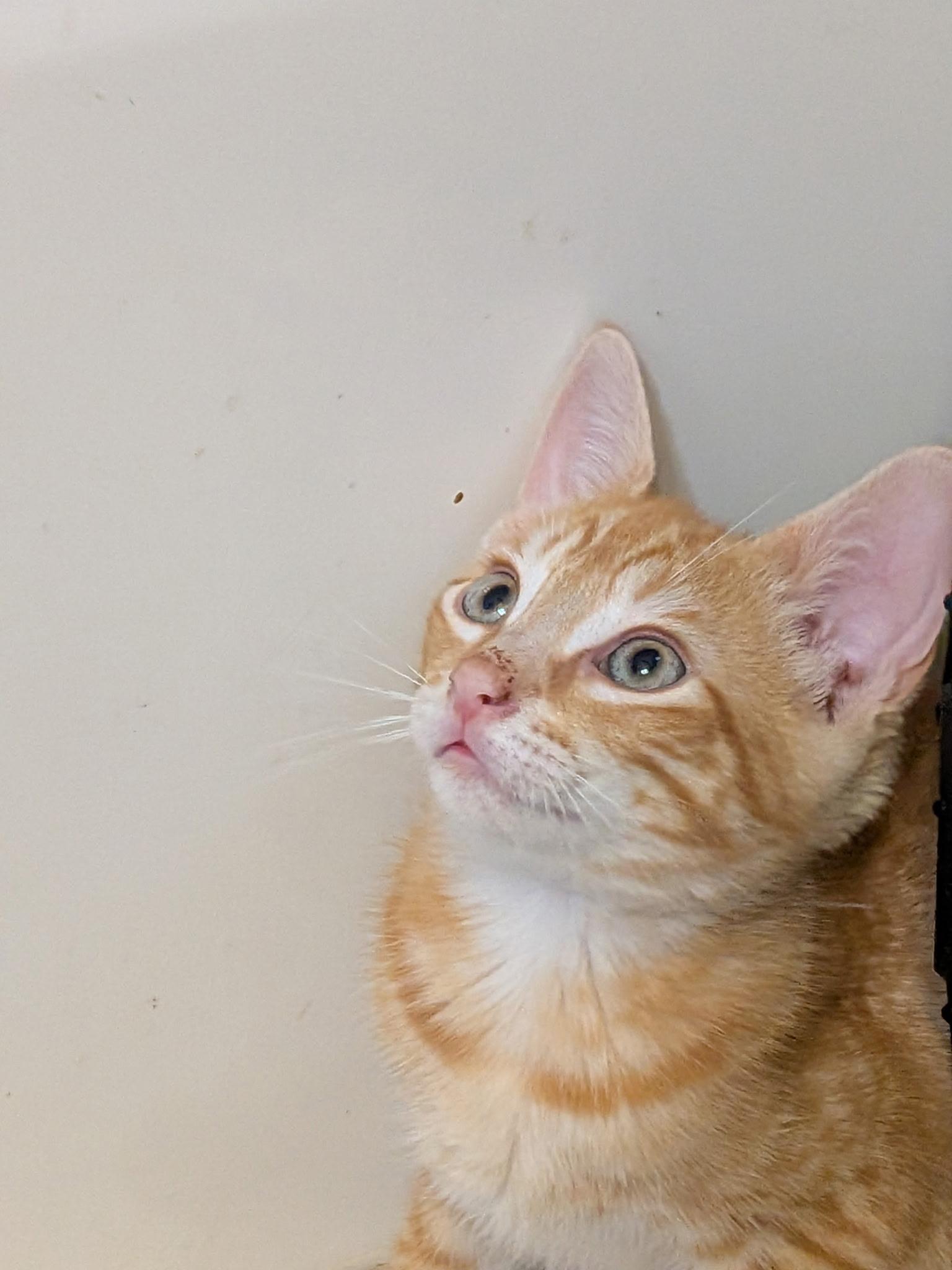 Woody, Adoptable, Kitten Male Domestic Short Hair.