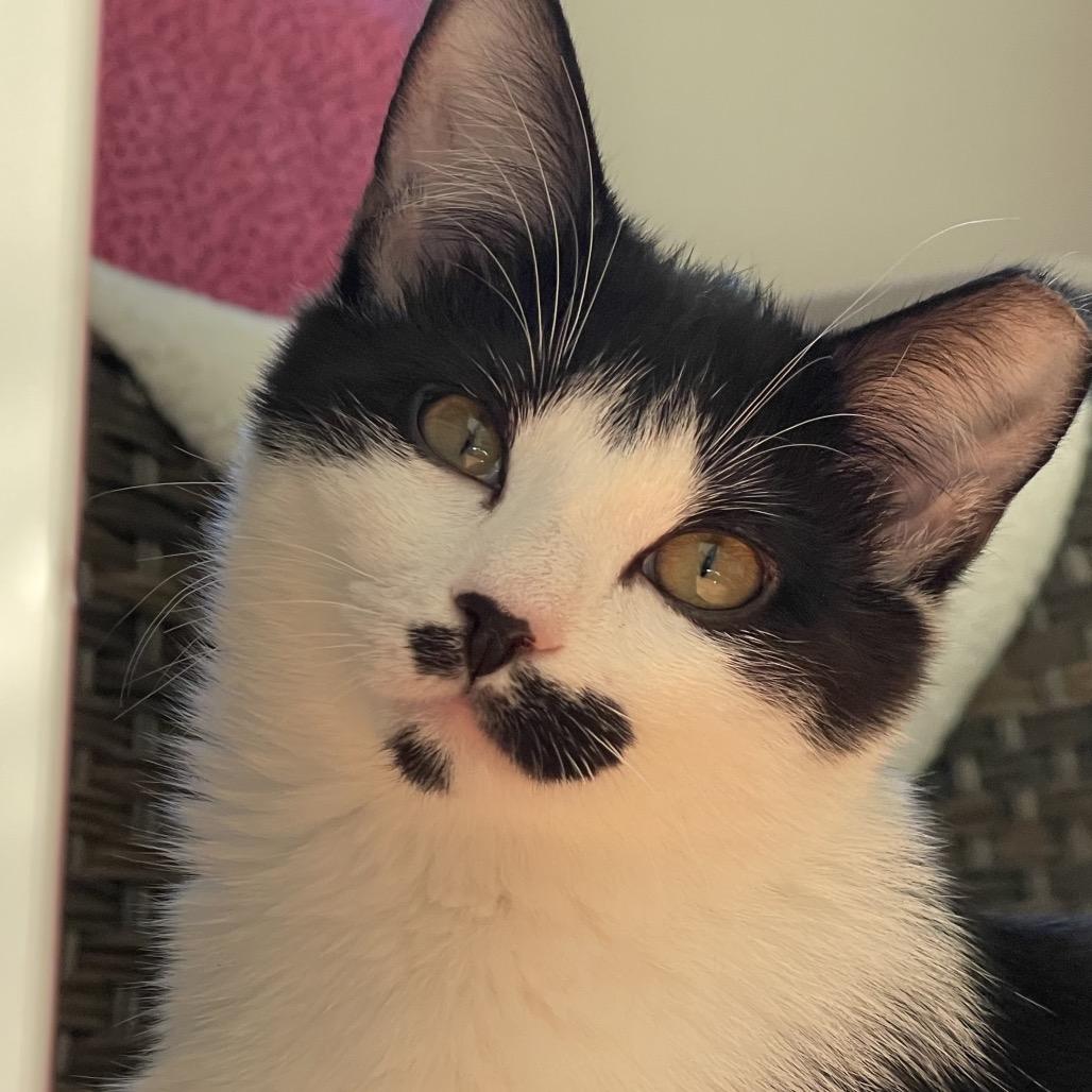 Cranberry, Adoptable, Young Female Domestic Short Hair.