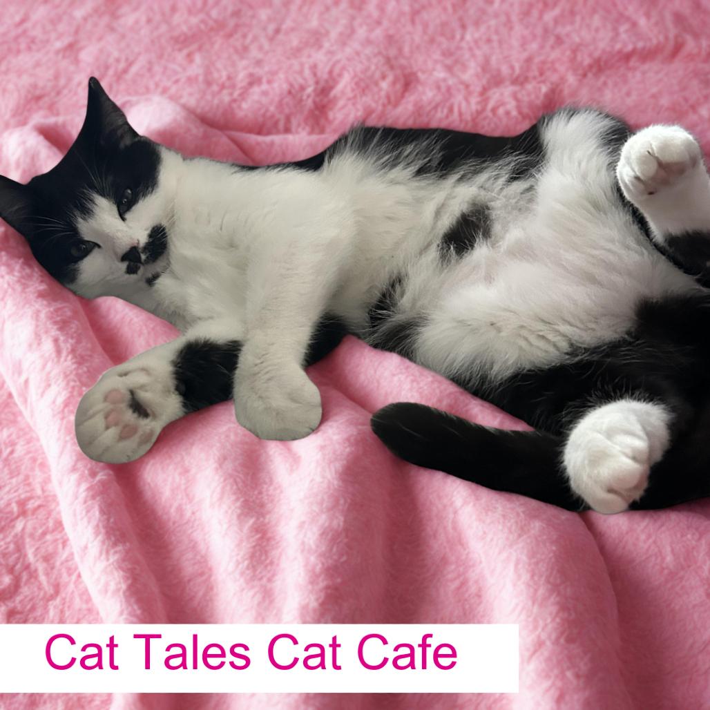 Cranberry, Adoptable, Young Female Domestic Short Hair.