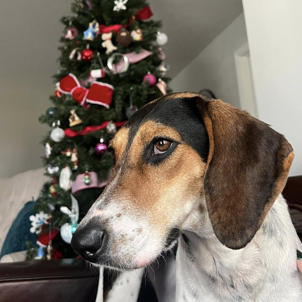 Linda Long Ears thumbnail 3